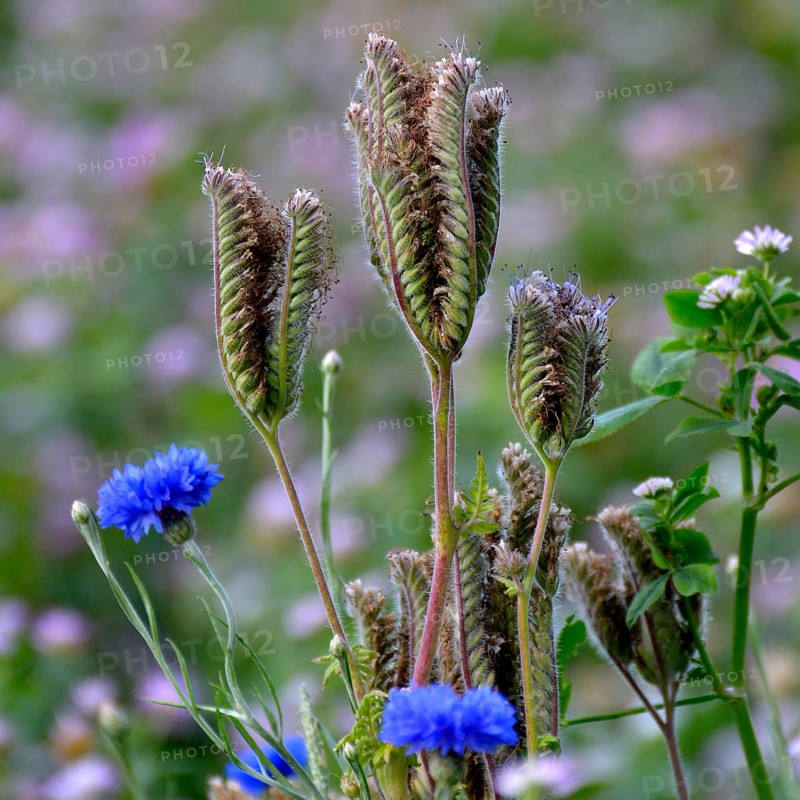 Cornflowers blooming in the field
