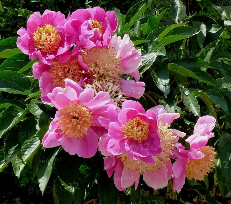 Peonies flowering in the garden