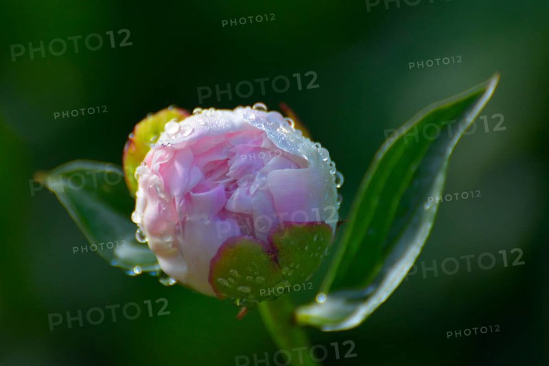 Peony Bud with Water Drops