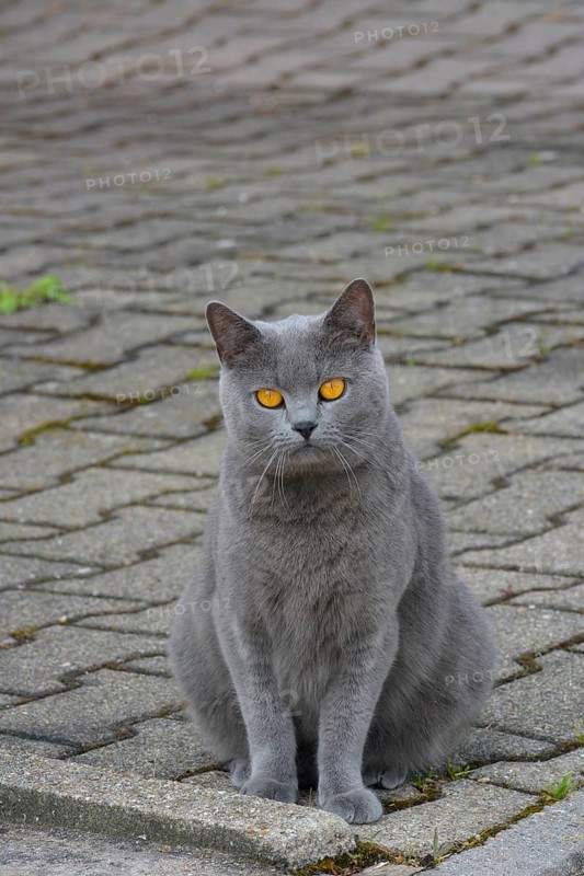 Carthusian