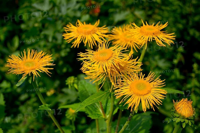 Inula