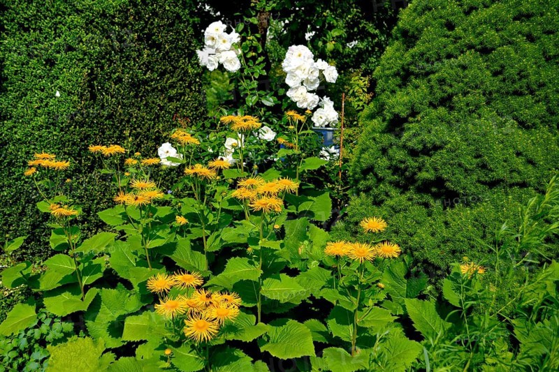 Inula