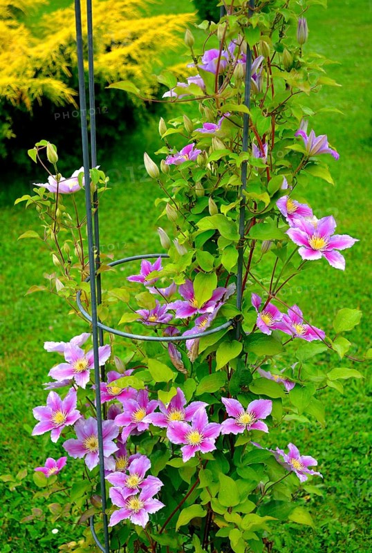 Clematis hybrid flowering in the garden on the climbing frame