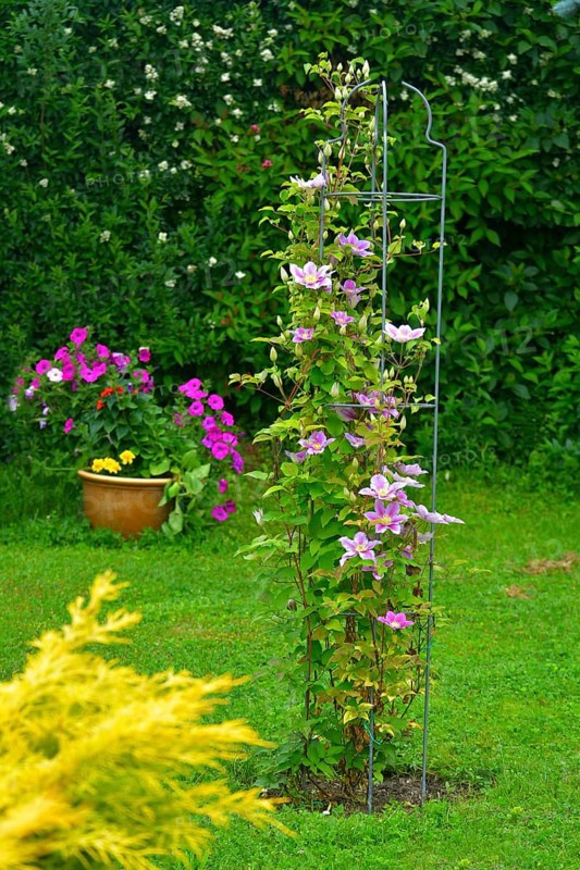 Clematis hybrid flowering in the garden on the climbing frame