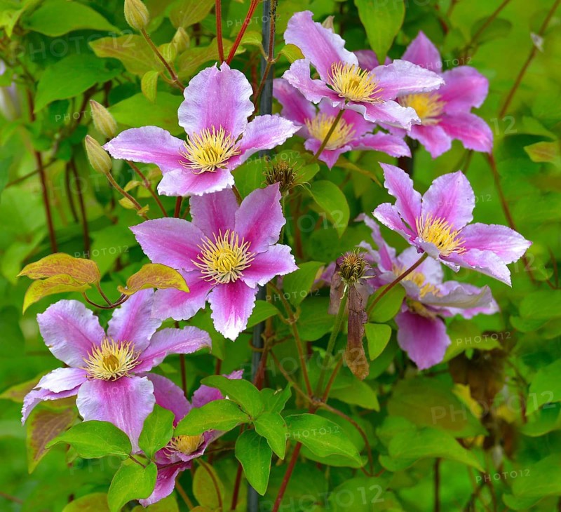 Clematis hybrid flowering in the garden