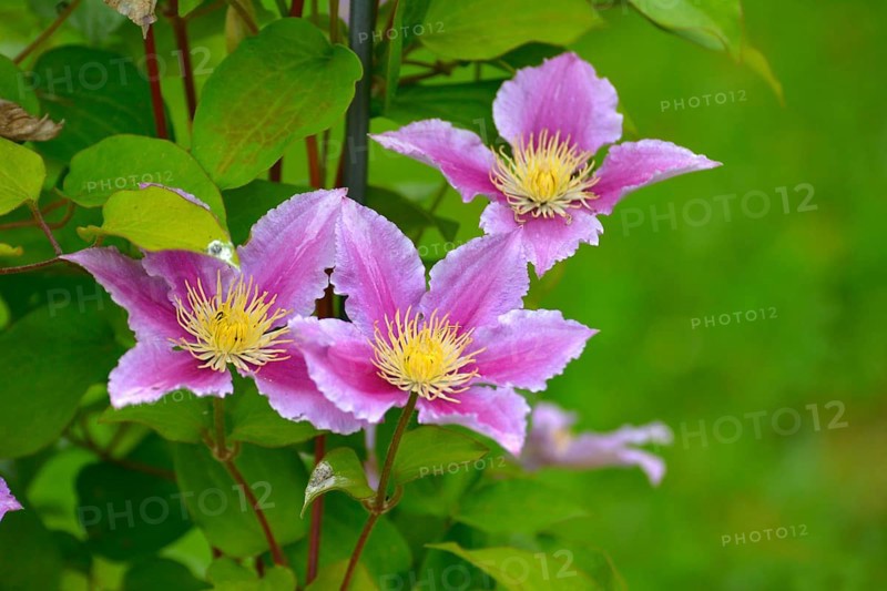Clematis hybrid flowering in the garden