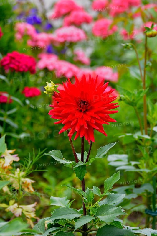 Flower Garden Red Cactus Dahlia