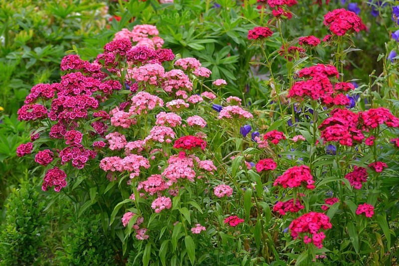 Various bearded carnations flowering in the garden