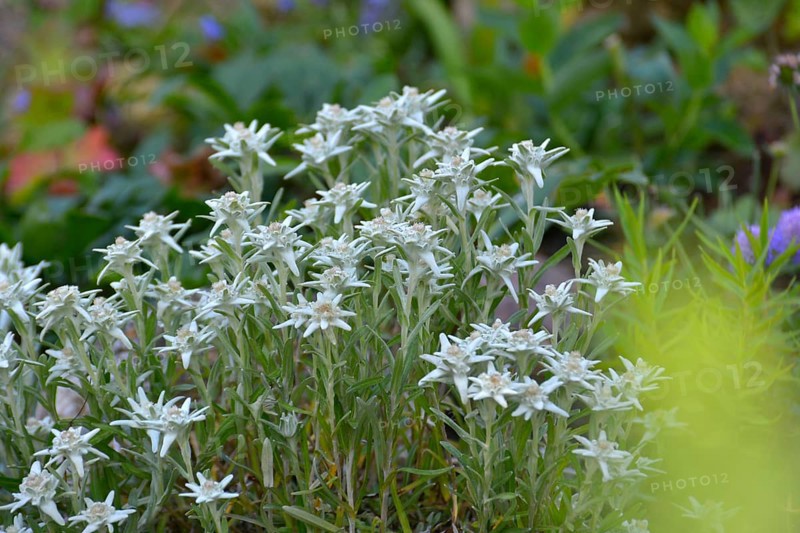 Edelweiss blooming in the garden