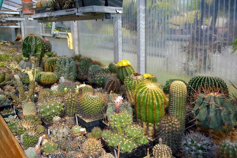 Cacti collection