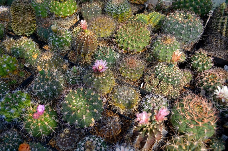 Cacti collection