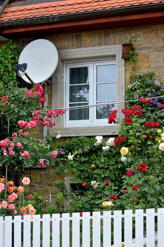 Roses with clematis on house wall