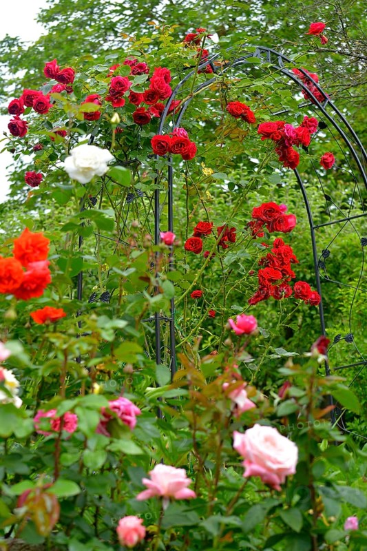 Rose arch