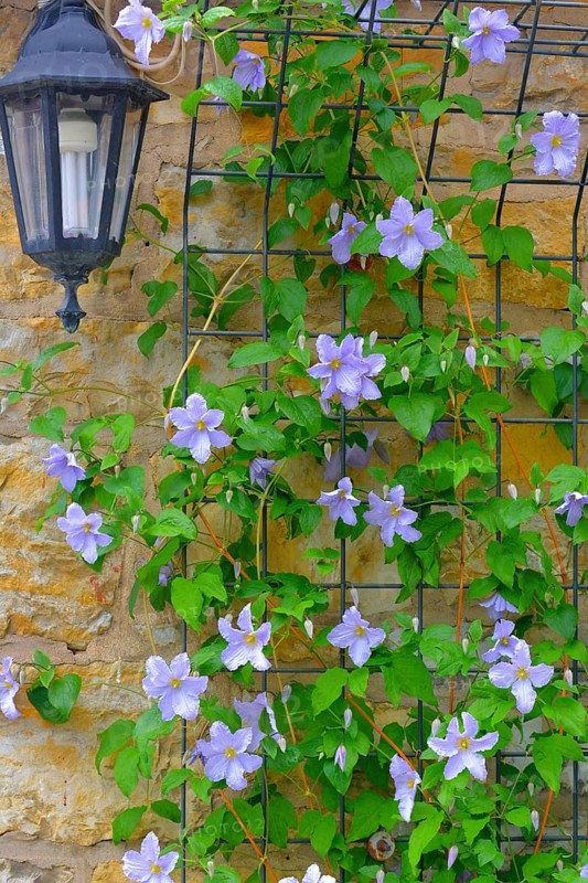 Clematis blue flowering in the garden on the climbing frame with garden lamp