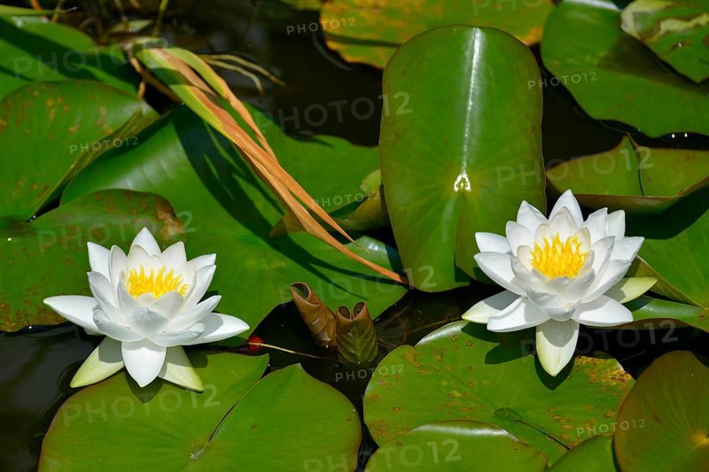 White water lily blooming in the pond