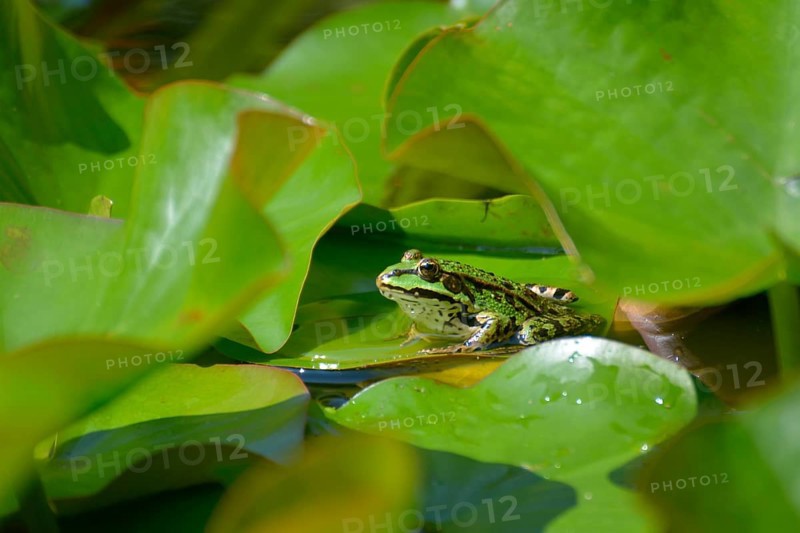 Water frog sitting on lily pads