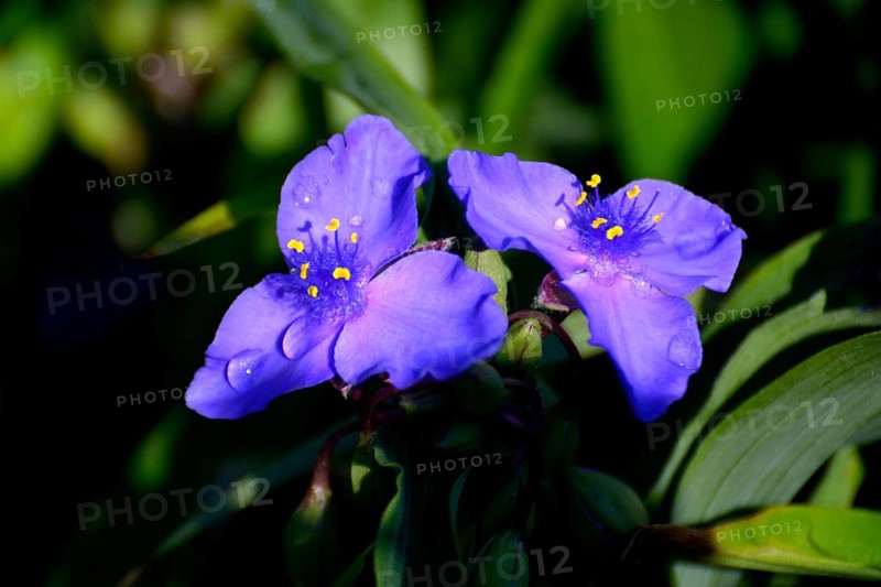Dayflowers
