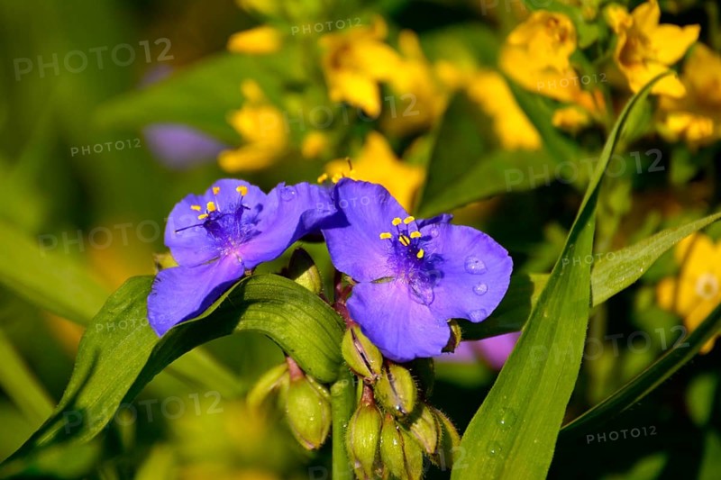 Dayflowers