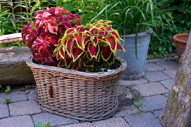 Coleus nettle