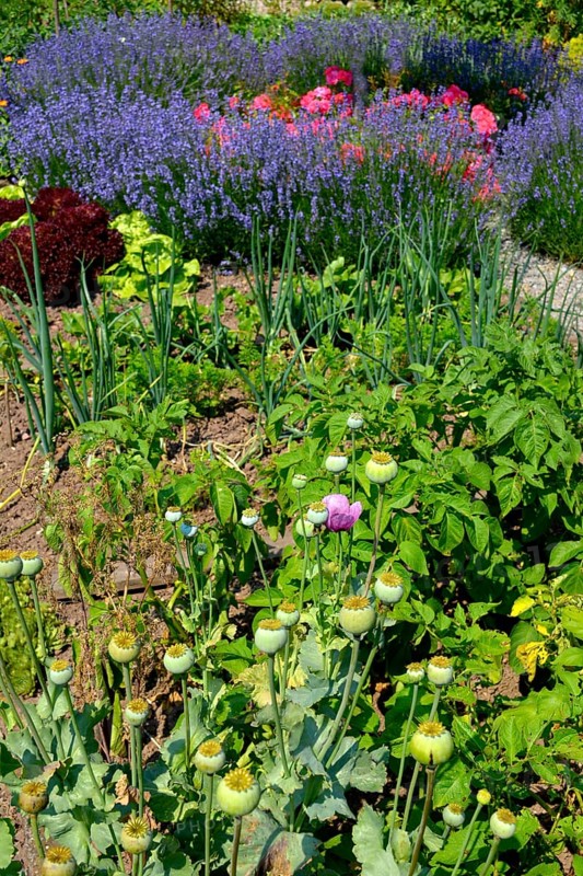 Farm garden