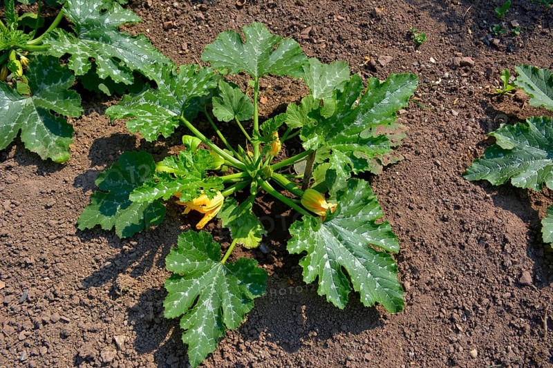 Peasant Garden Zuchini in the Garden with Flowering