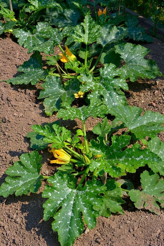 Zuchini in the garden with flower