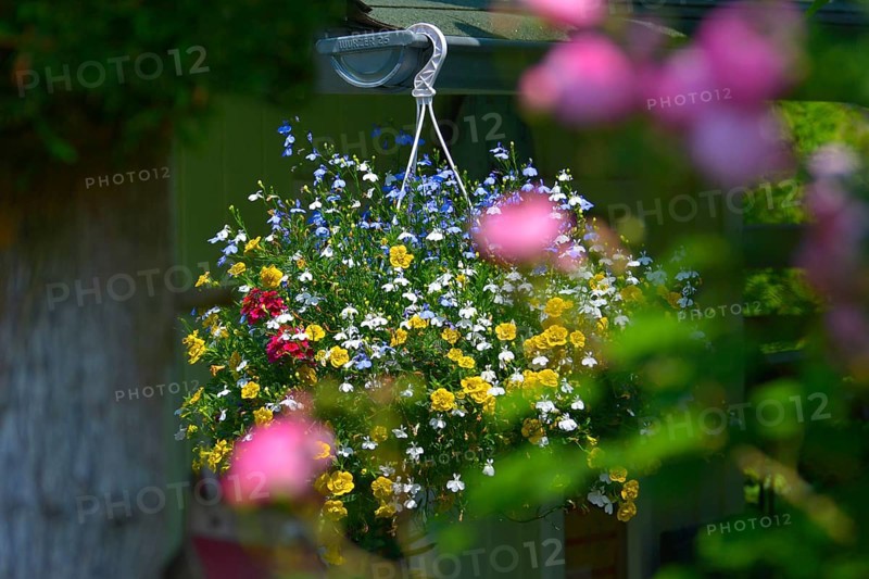 Hanging basket