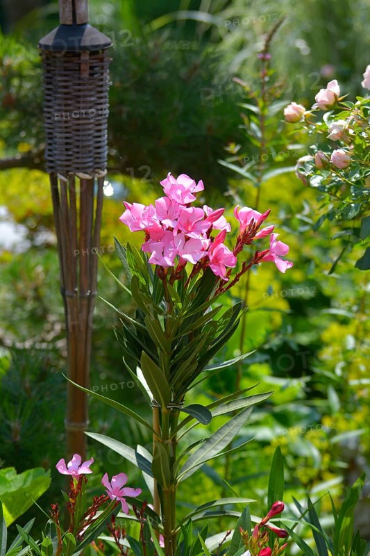 Flowering oleander