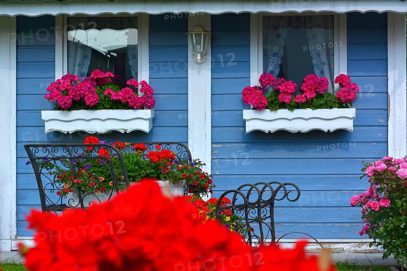 Red geraniums flowering in a box