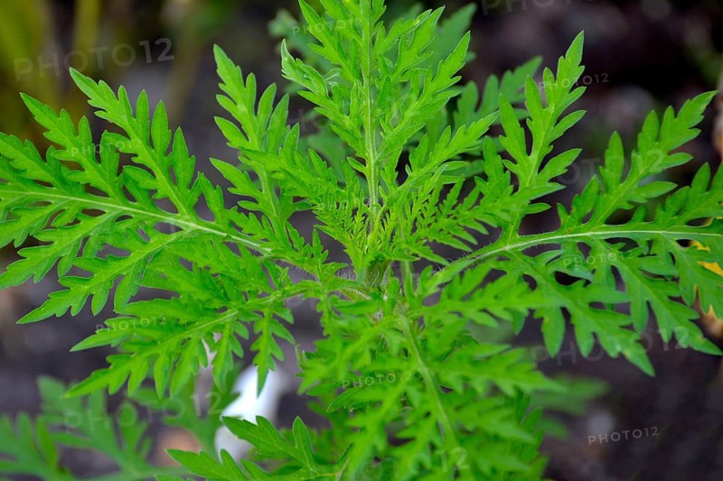 Ragweed in the garden