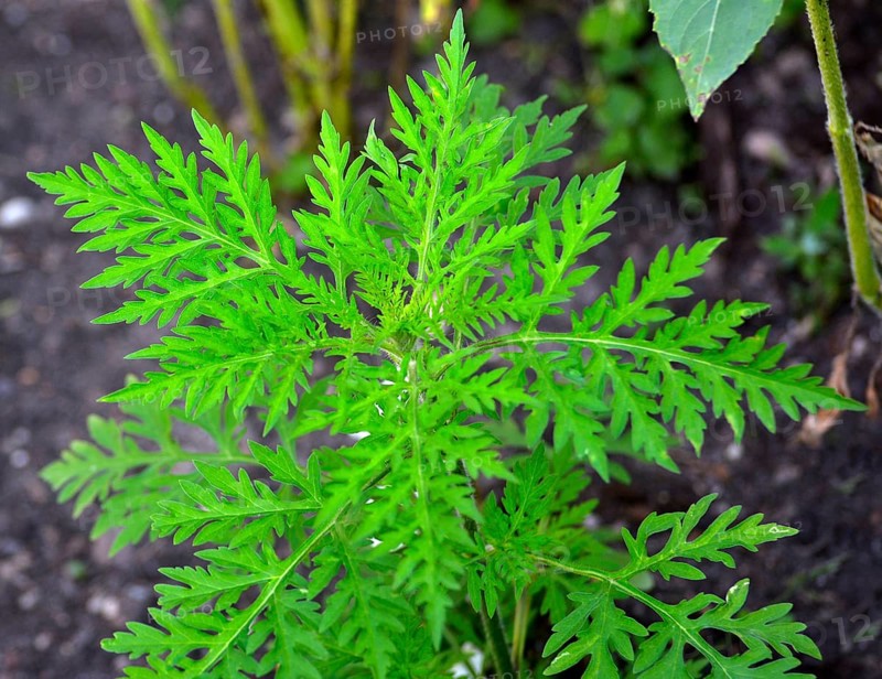 Ragweed in the garden