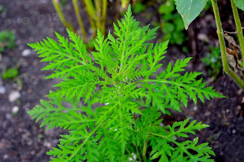 Ragweed in the garden
