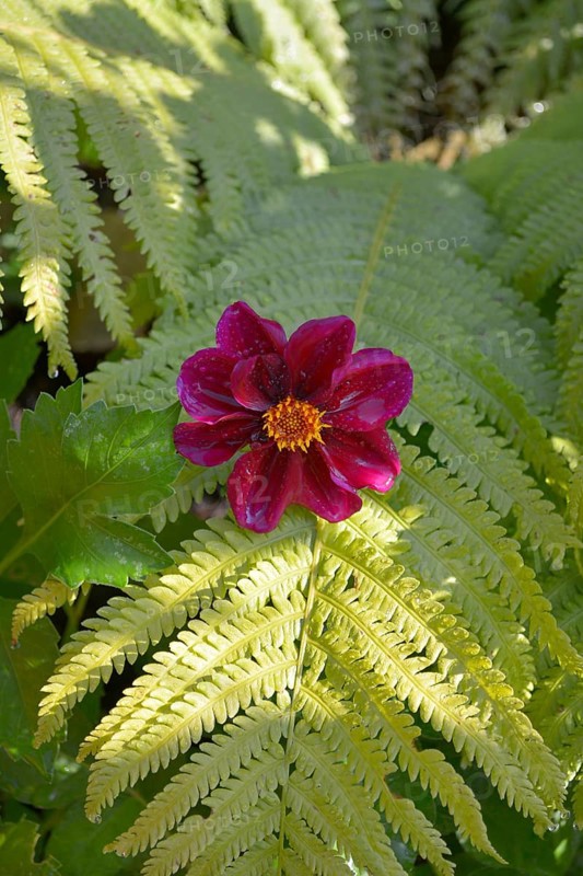 Red single flowering dahlia growing from fern in the garden