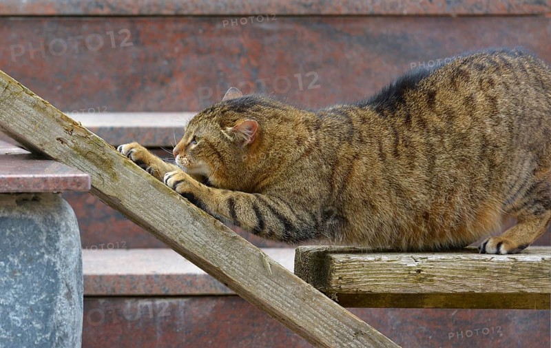 Domestic cat mackerel claws sharpening on wooden board