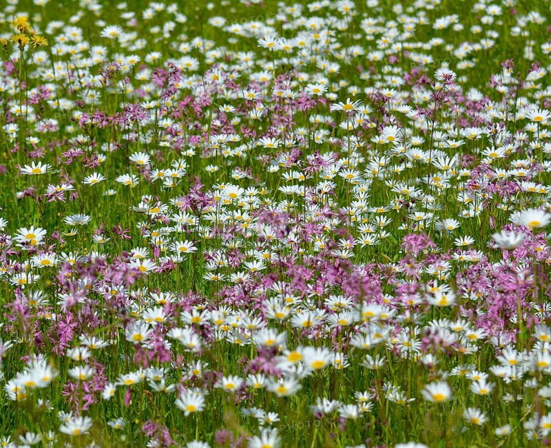 Meadow flowers blooming in the garden blue lupins