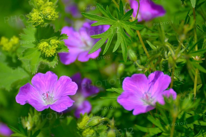 Cranesbill flowering in the garden