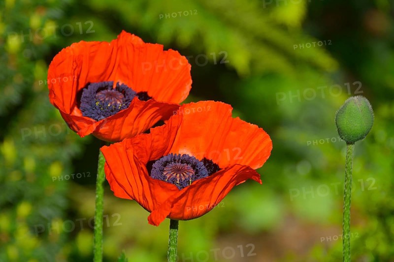 Oriental poppy flowering in the garden