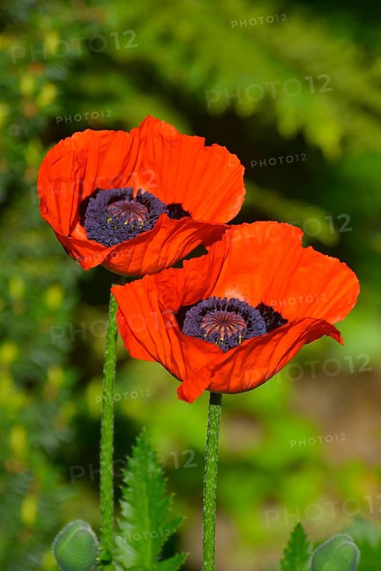 Oriental poppy flowering in the garden