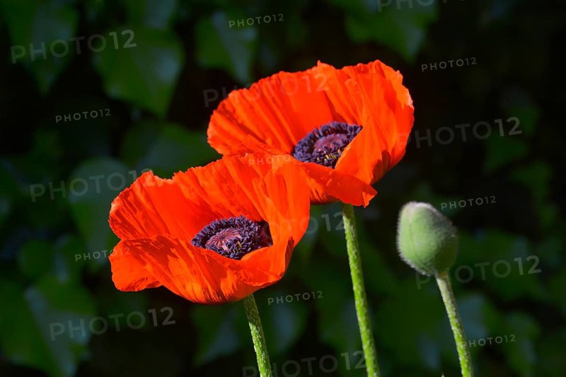 Oriental poppy flowering in the garden