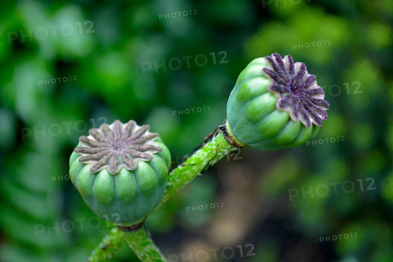 Oriental poppy