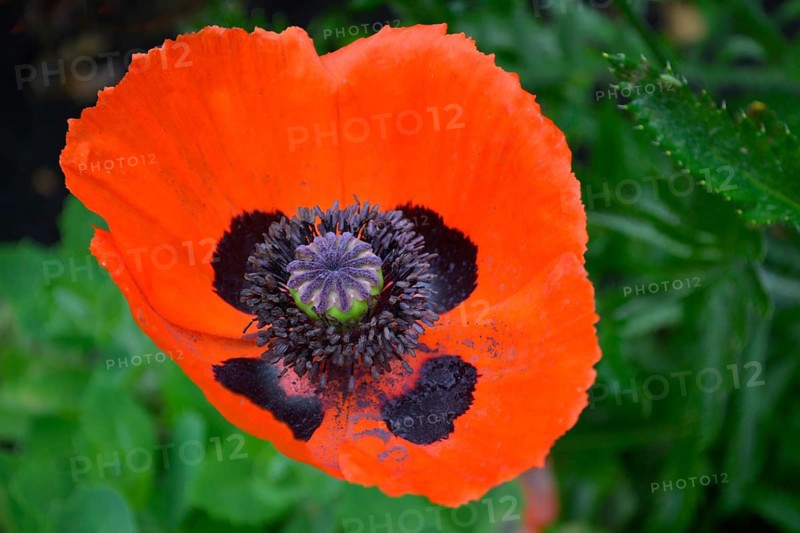 Oriental poppy flowering in the garden