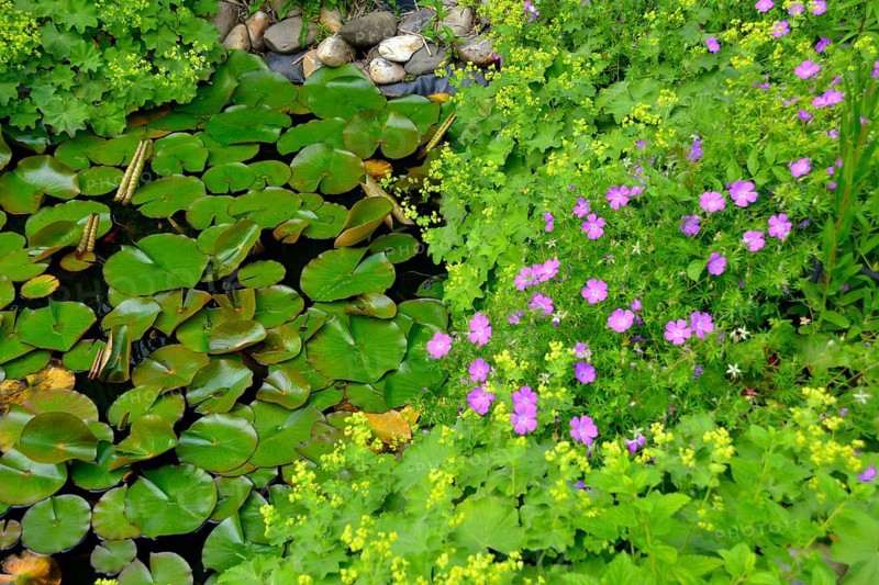 Garden pond