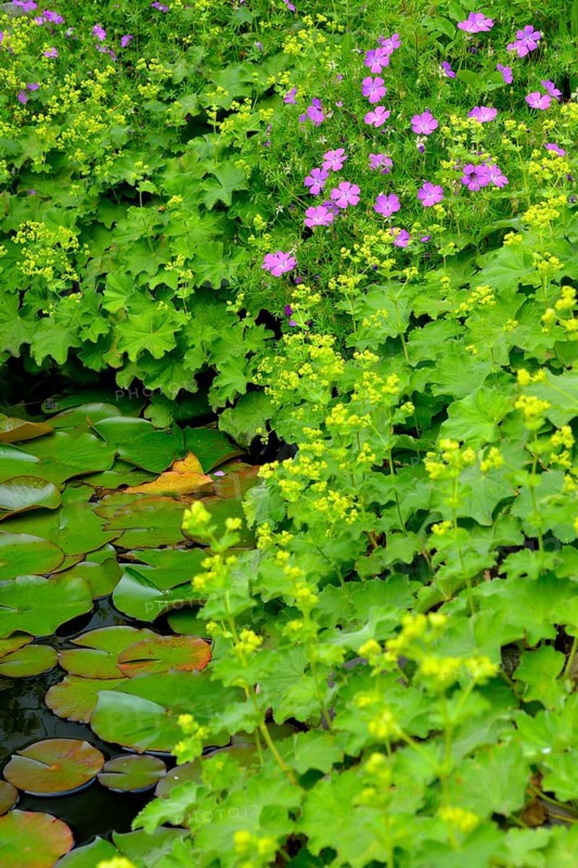 Garden pond