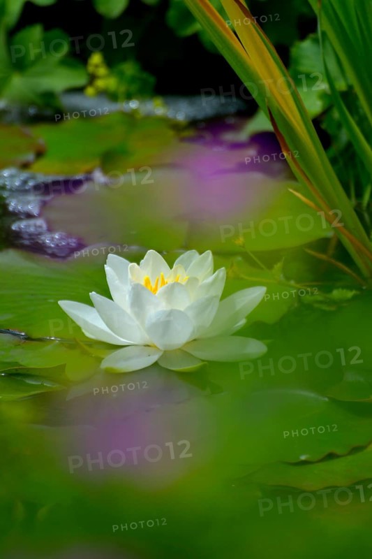 White water lily flowering in pond