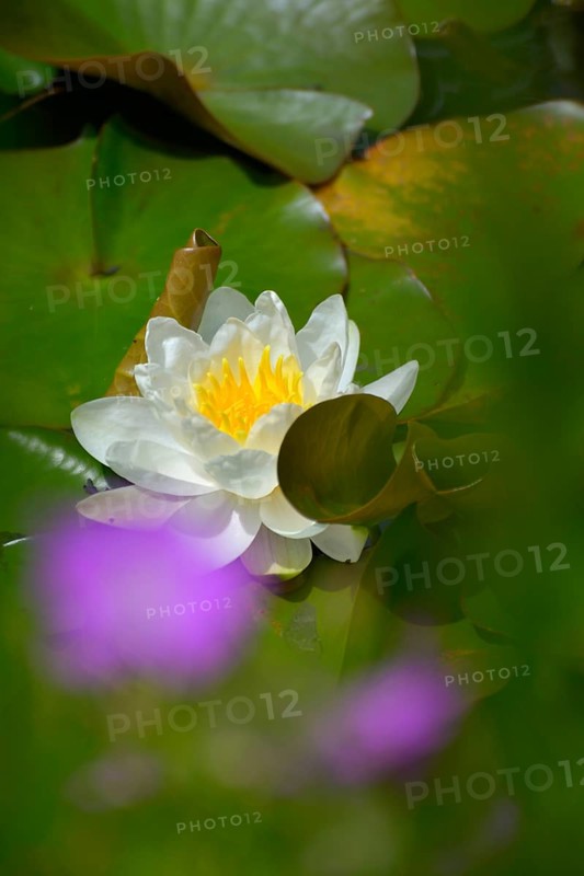 White water lily flowering in pond