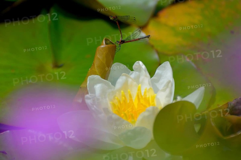 White water lily flowering in pond
