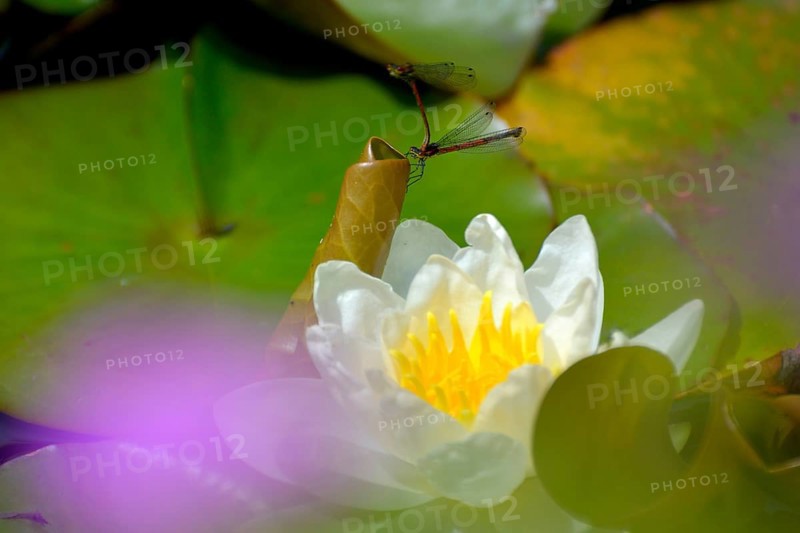 White water lily flowering in pond