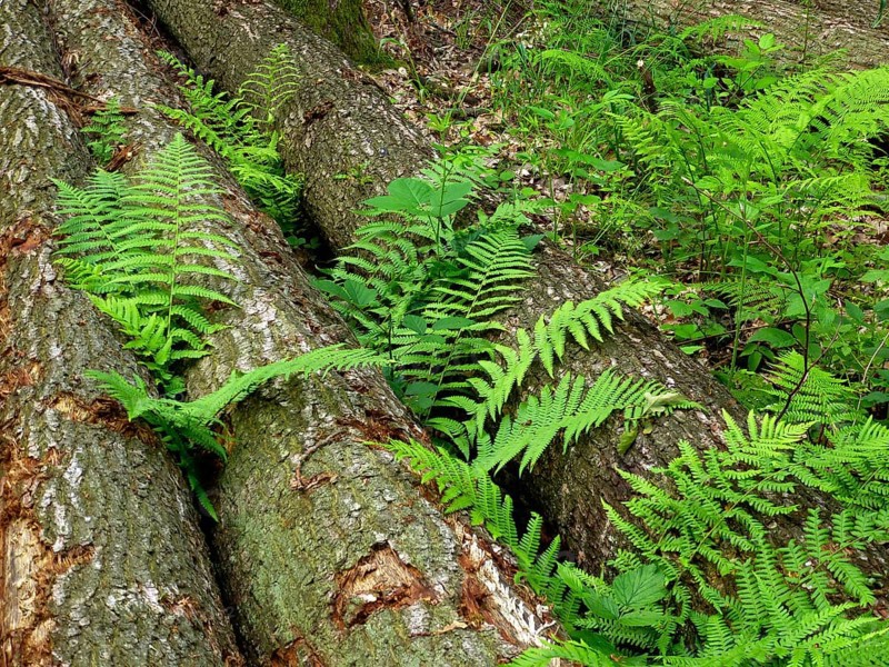 Tree trunks with fern in the forest