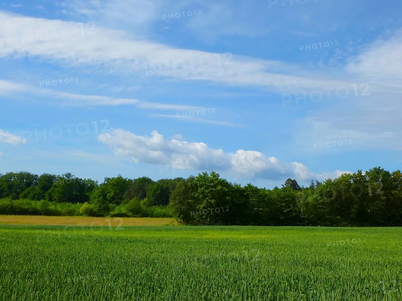 Maulbronn