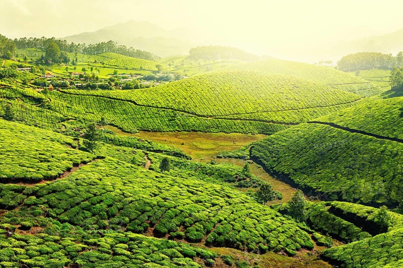 Tea plantations in morning fog. Munnar